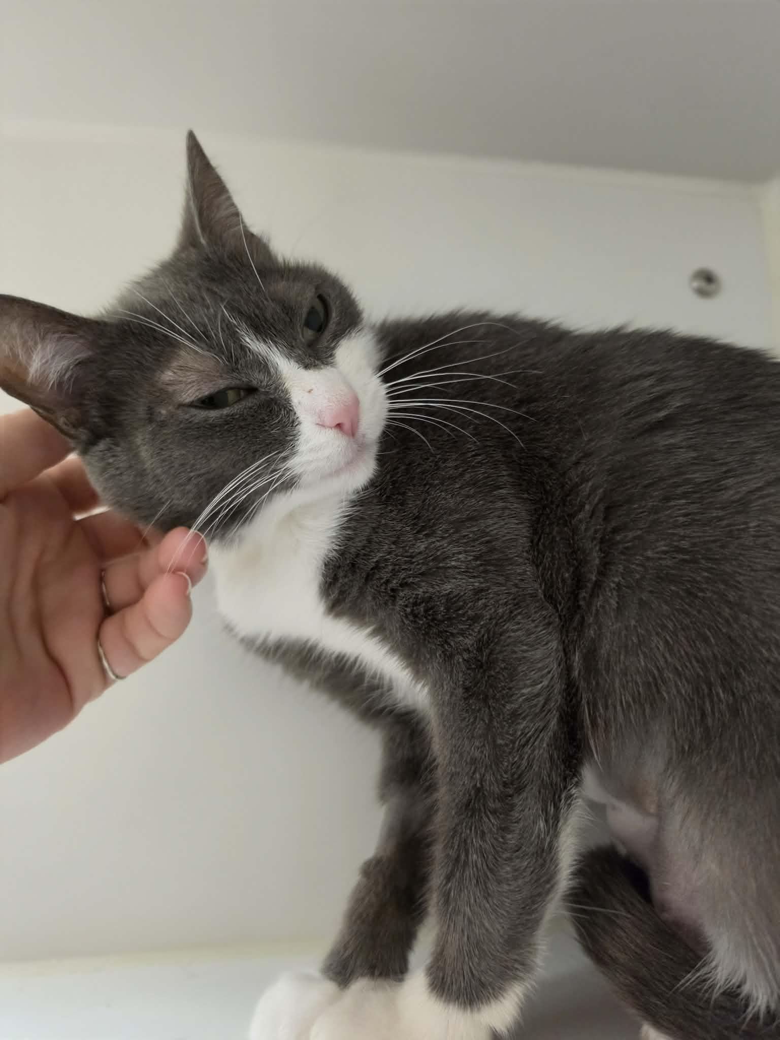 Enlarge Olivileen, a Adoptable Domestic Short Hair in Grants Pass, OR image 3/3