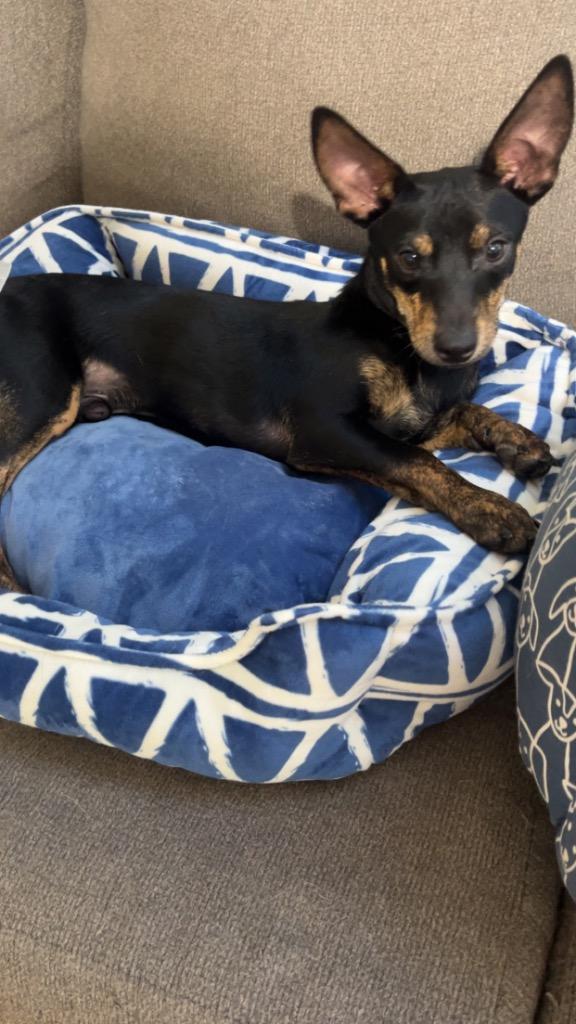 Dug, a Adoptable Chihuahua in CONROE, TX image 1/6