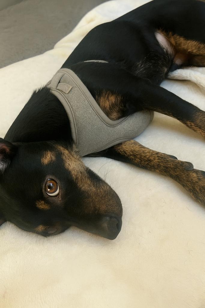 Enlarge Dug, a Adoptable Chihuahua in CONROE, TX image 2/6