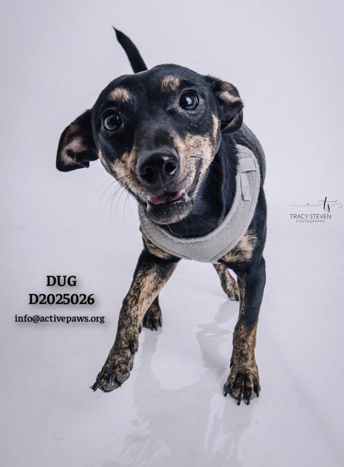 Dug, Adoptable, Young Male Chihuahua.