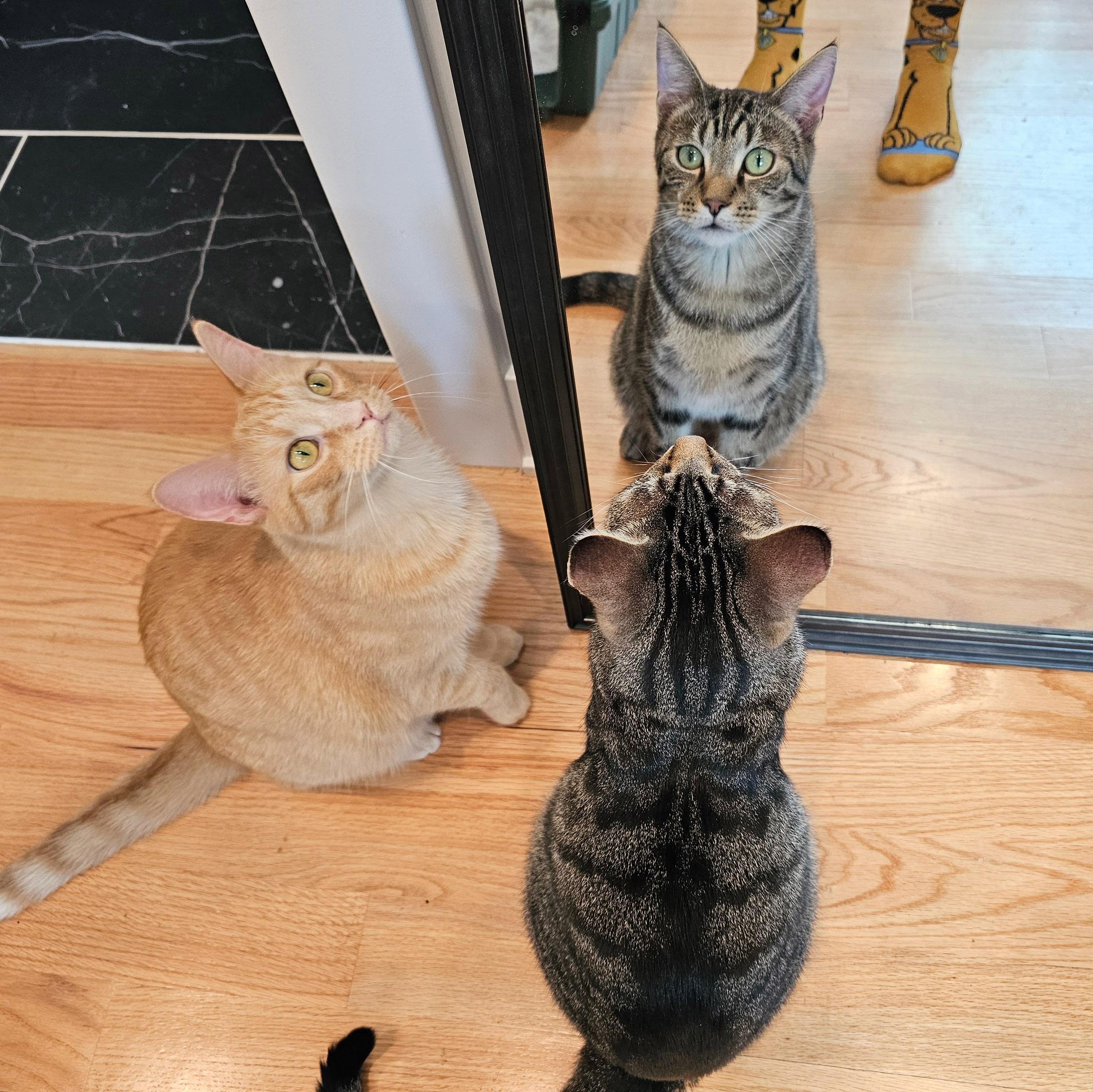 Lonnie & Lenny, a Adoptable mixed breed in Chicago, IL image 6/6