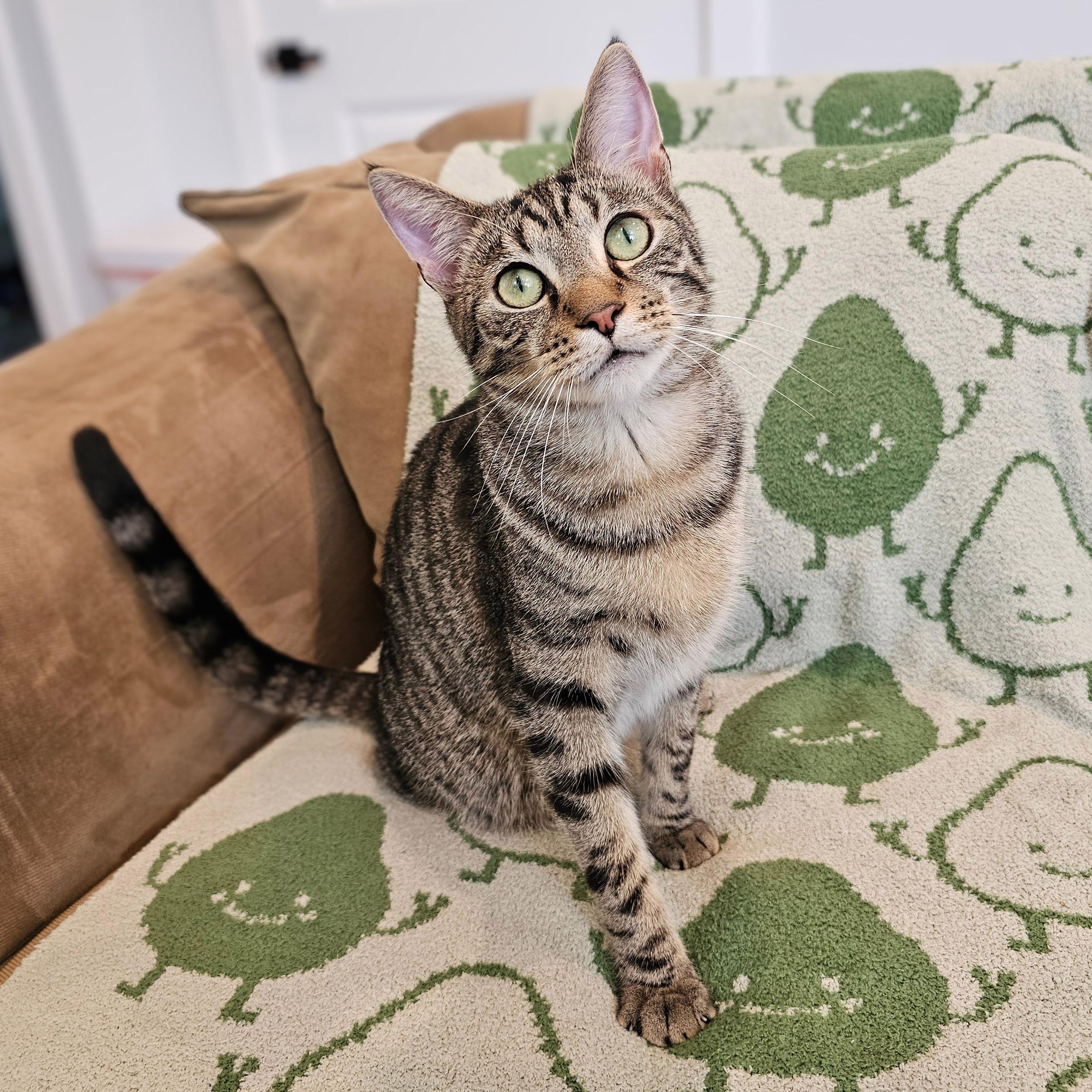 Lonnie & Lenny, a Adoptable mixed breed in Chicago, IL image 2/6