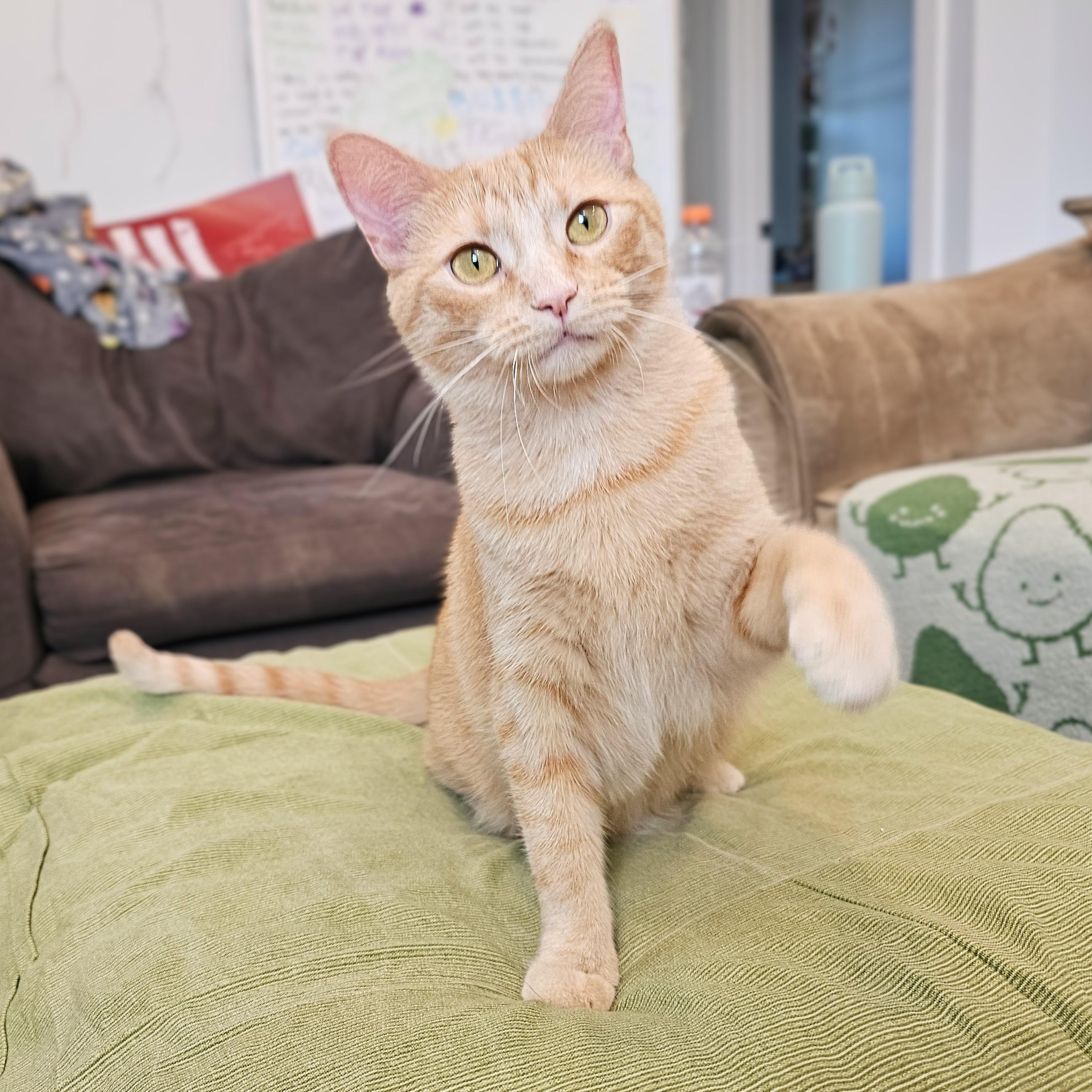 Lonnie & Lenny, a Adoptable mixed breed in Chicago, IL image 5/6