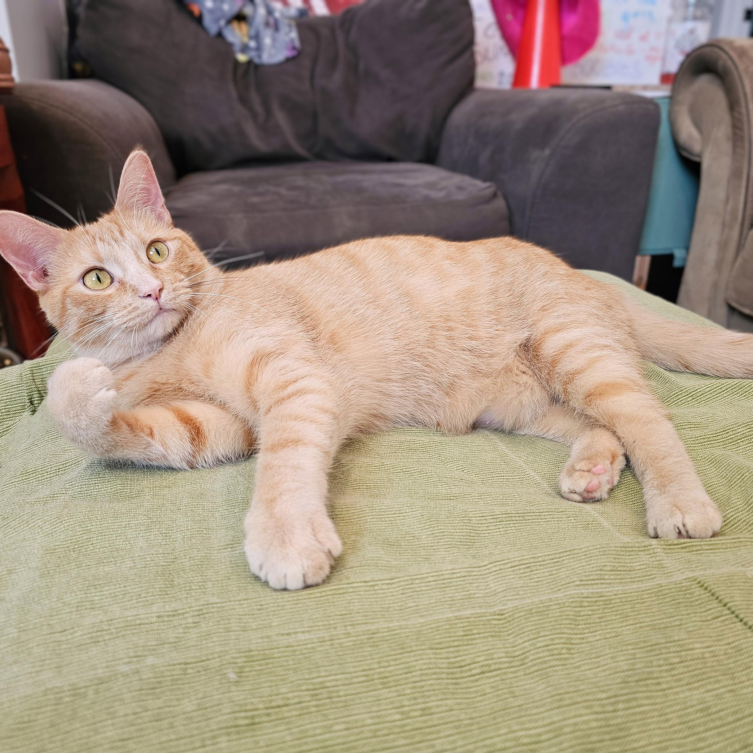 Lonnie & Lenny, a Adoptable mixed breed in Chicago, IL image 3/6