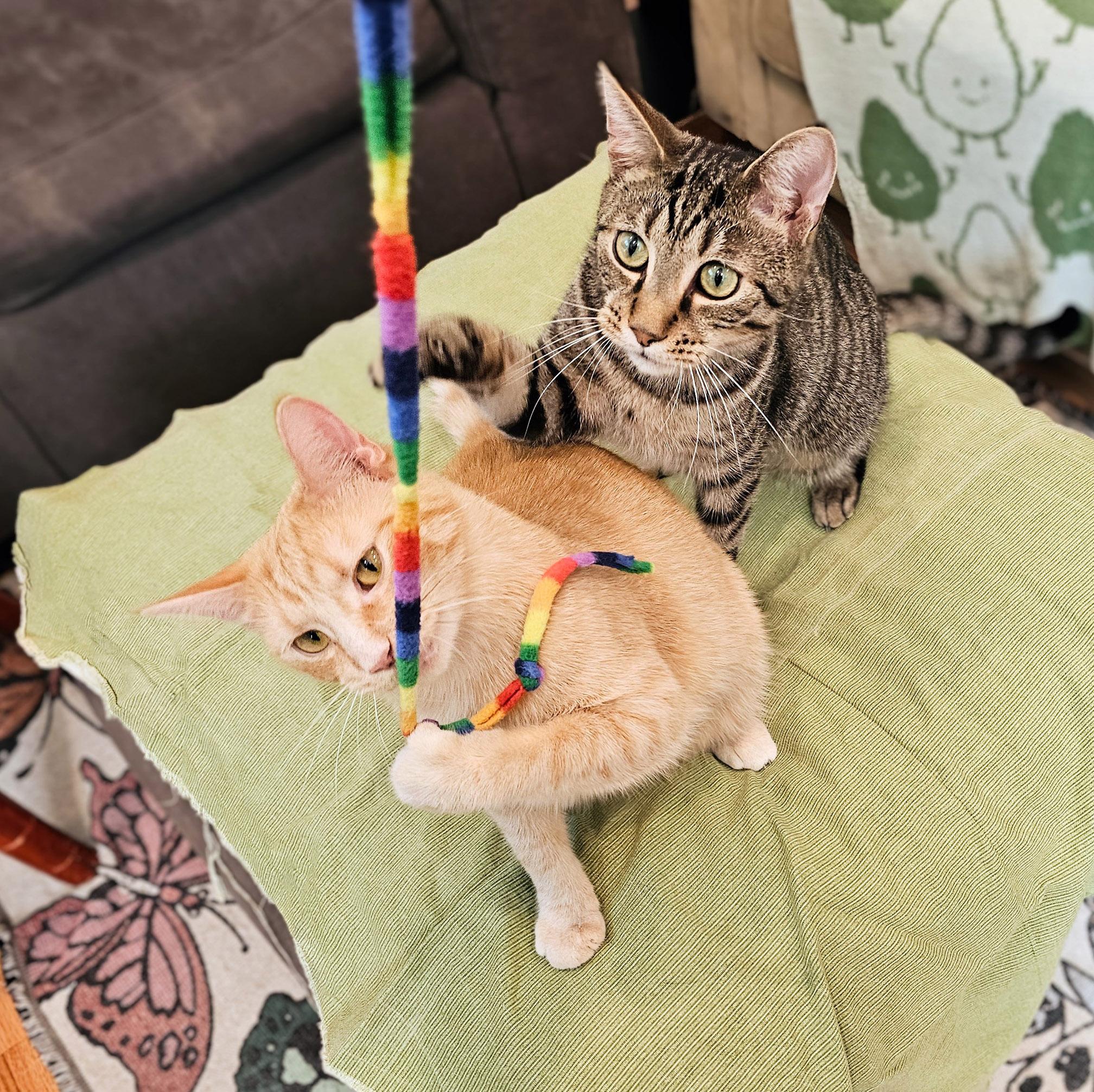 Lonnie & Lenny, a Adoptable mixed breed in Chicago, IL image 1/6