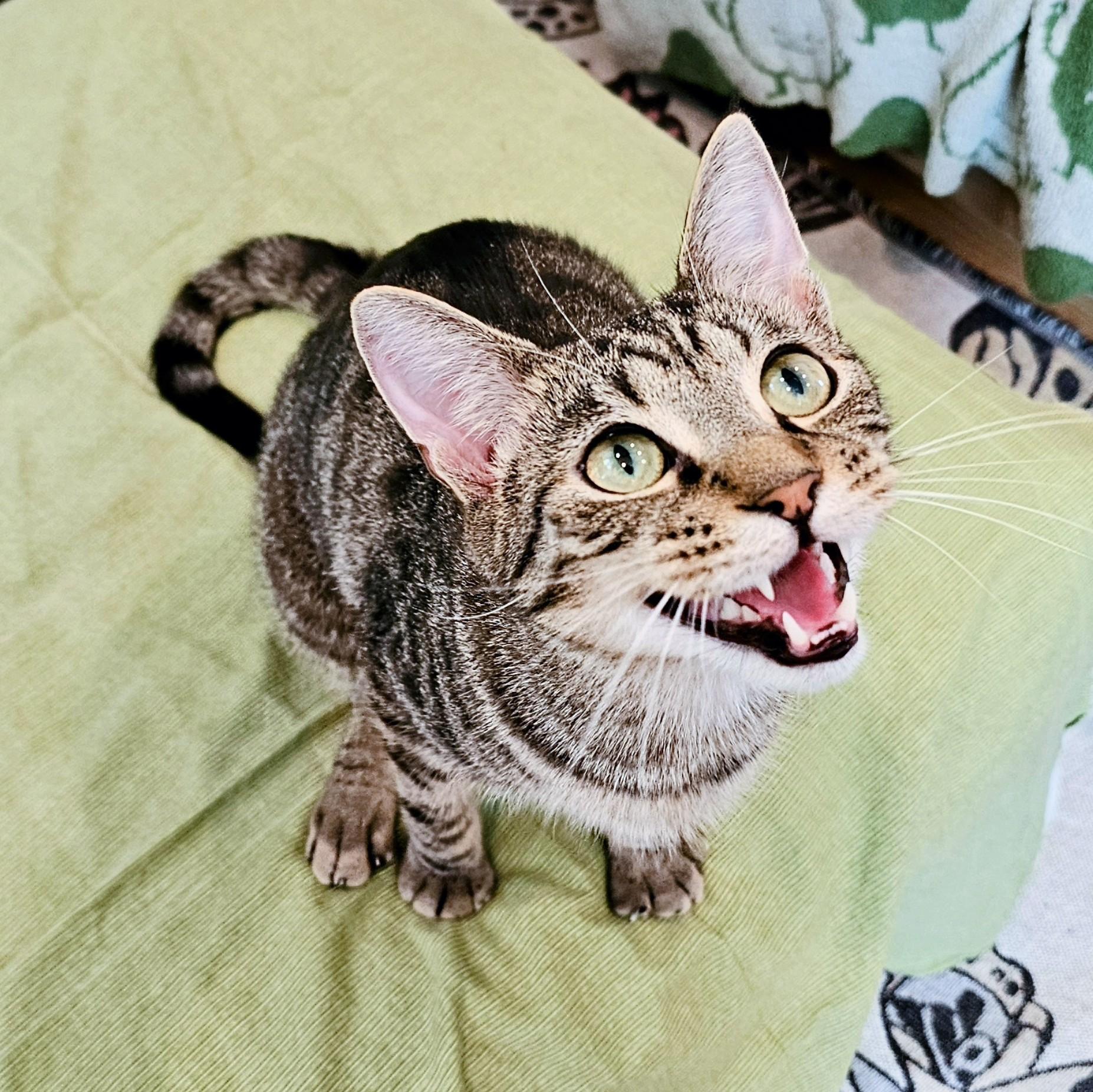 Lonnie & Lenny, a Adoptable mixed breed in Chicago, IL image 4/6