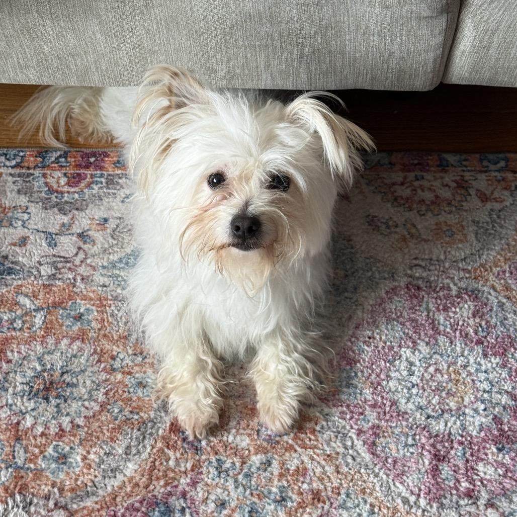 Enlarge Birch, a Adoptable Maltese in Brooklyn, NY image 1/4