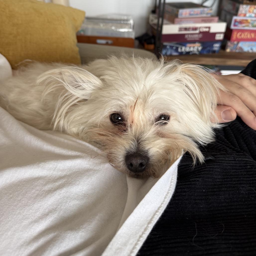 Enlarge Birch, a Adoptable Maltese in Brooklyn, NY image 2/4