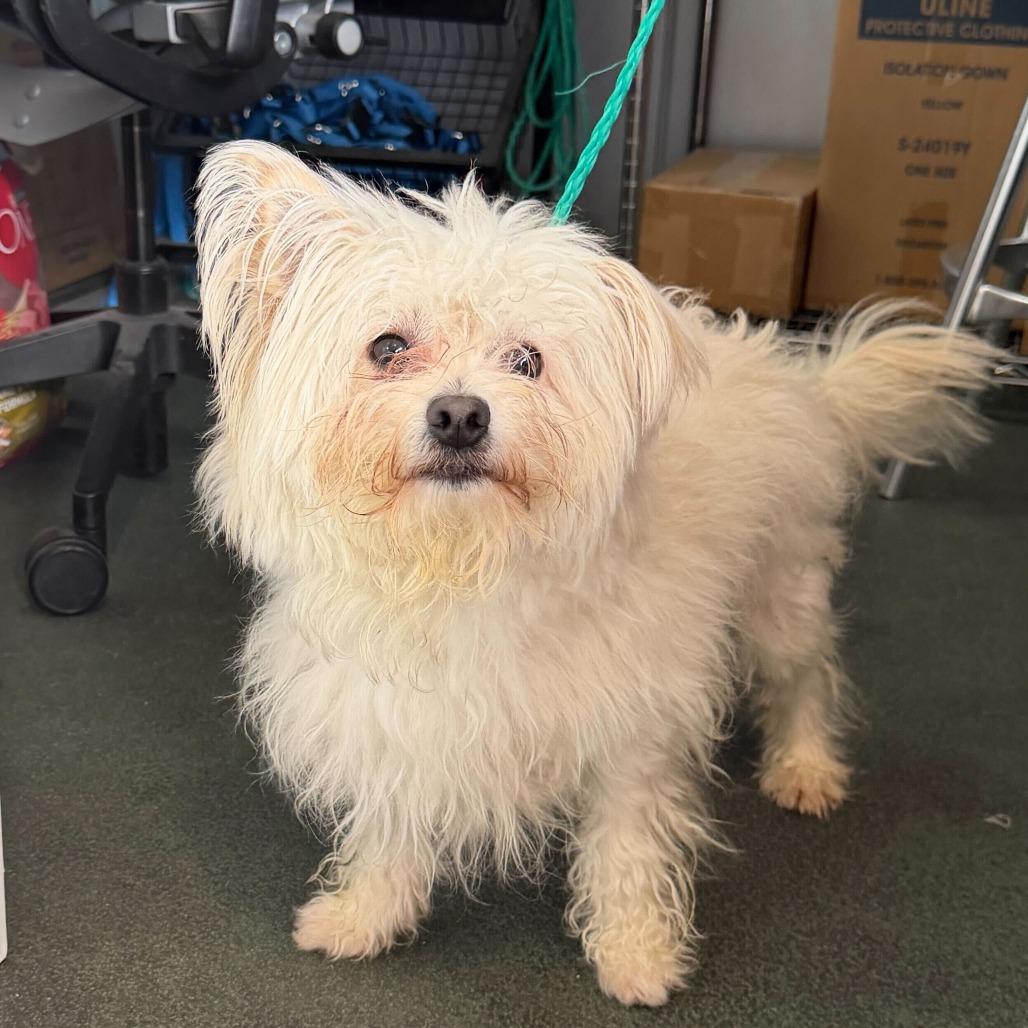 Enlarge Birch, a Adoptable Maltese in Brooklyn, NY image 3/4
