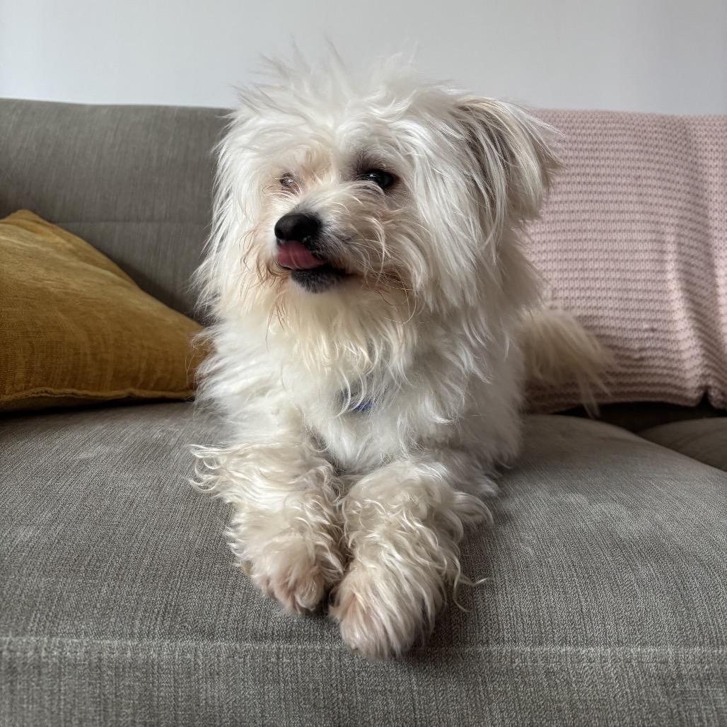 Enlarge Birch, a Adoptable Maltese in Brooklyn, NY image 4/4