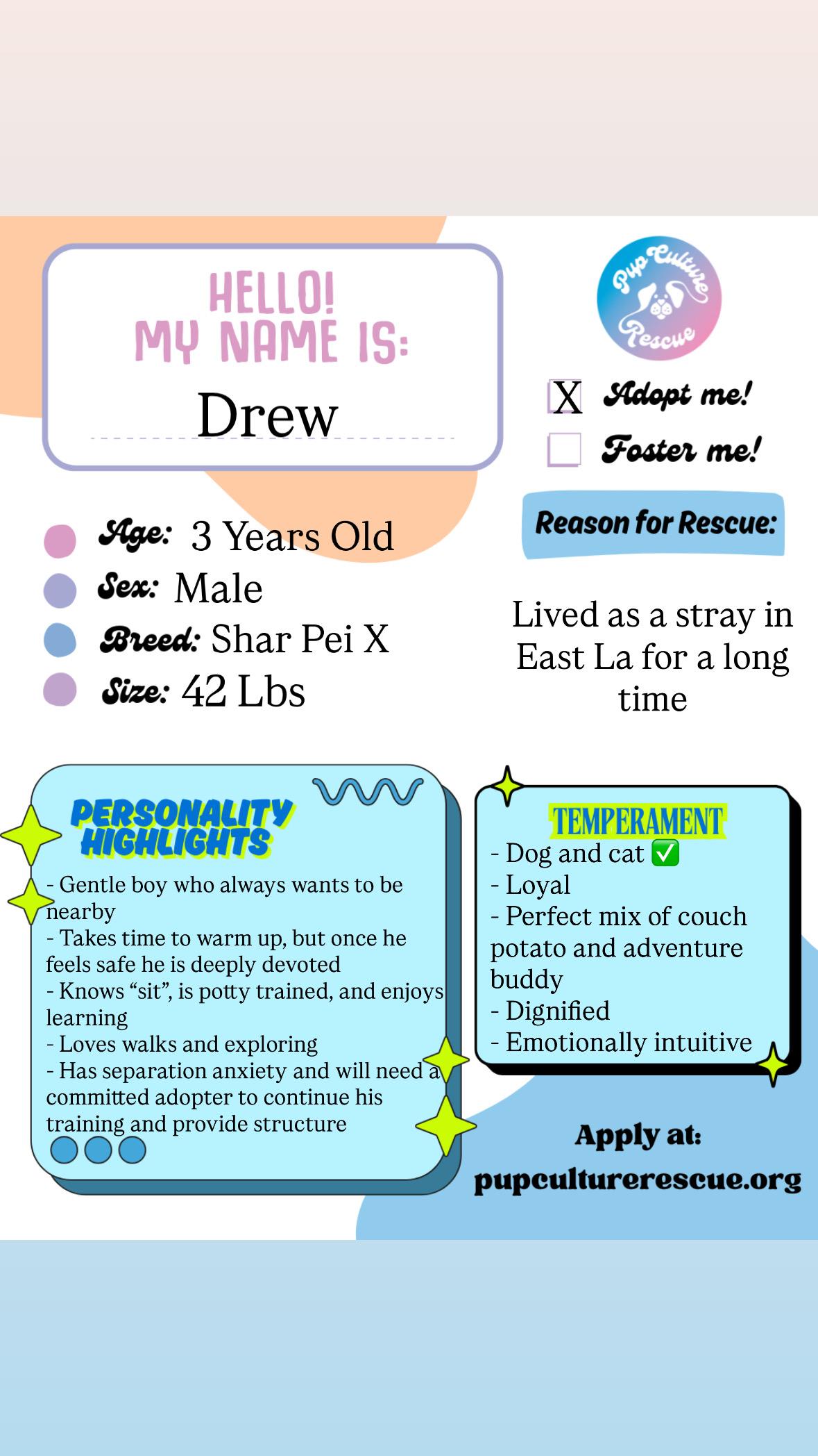 Enlarge Drew, a Adoptable mixed breed in Pasadena, CA image 2/6