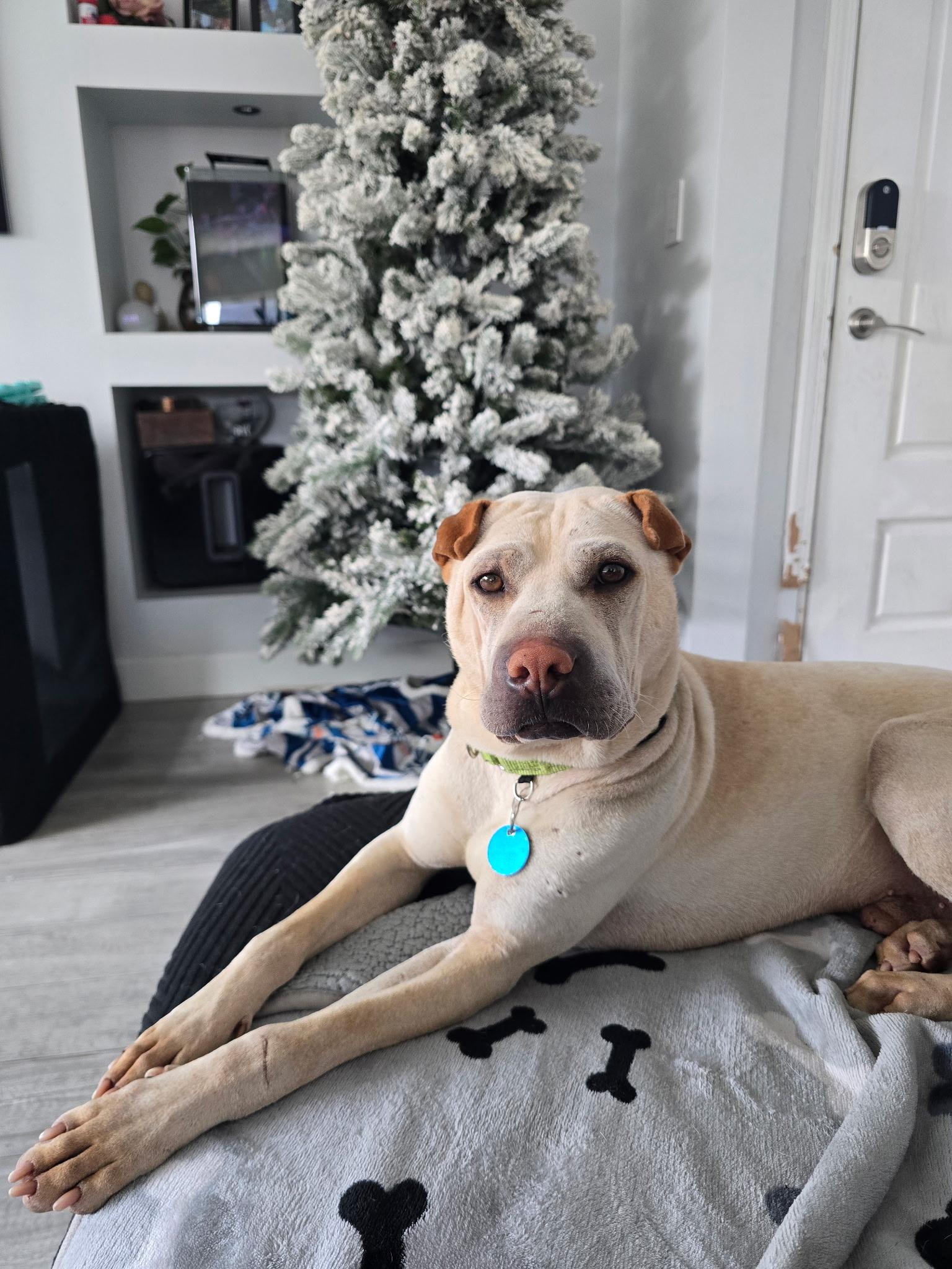 Enlarge Drew, a Adoptable mixed breed in Pasadena, CA image 3/6