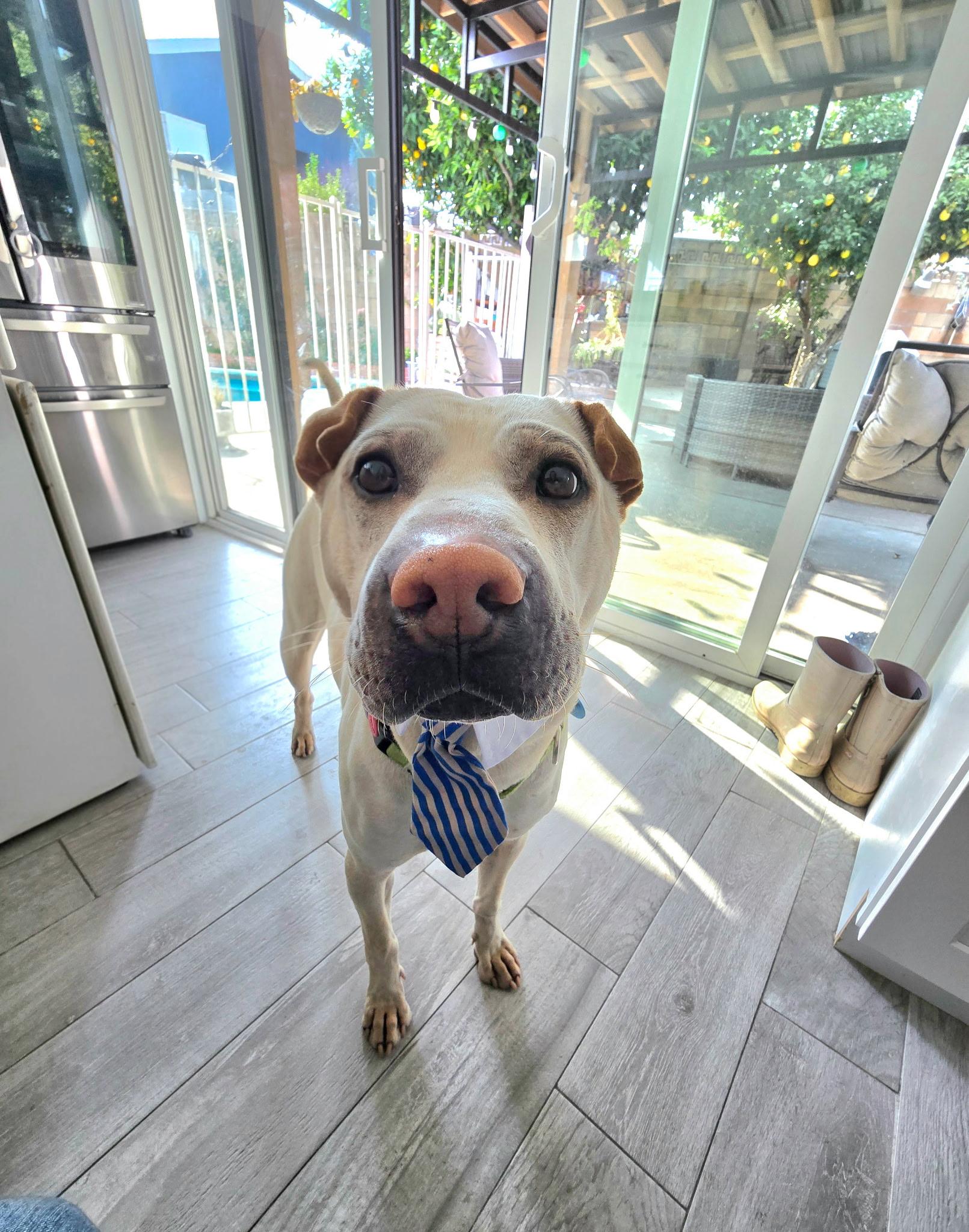 Enlarge Drew, a Adoptable mixed breed in Pasadena, CA image 4/6