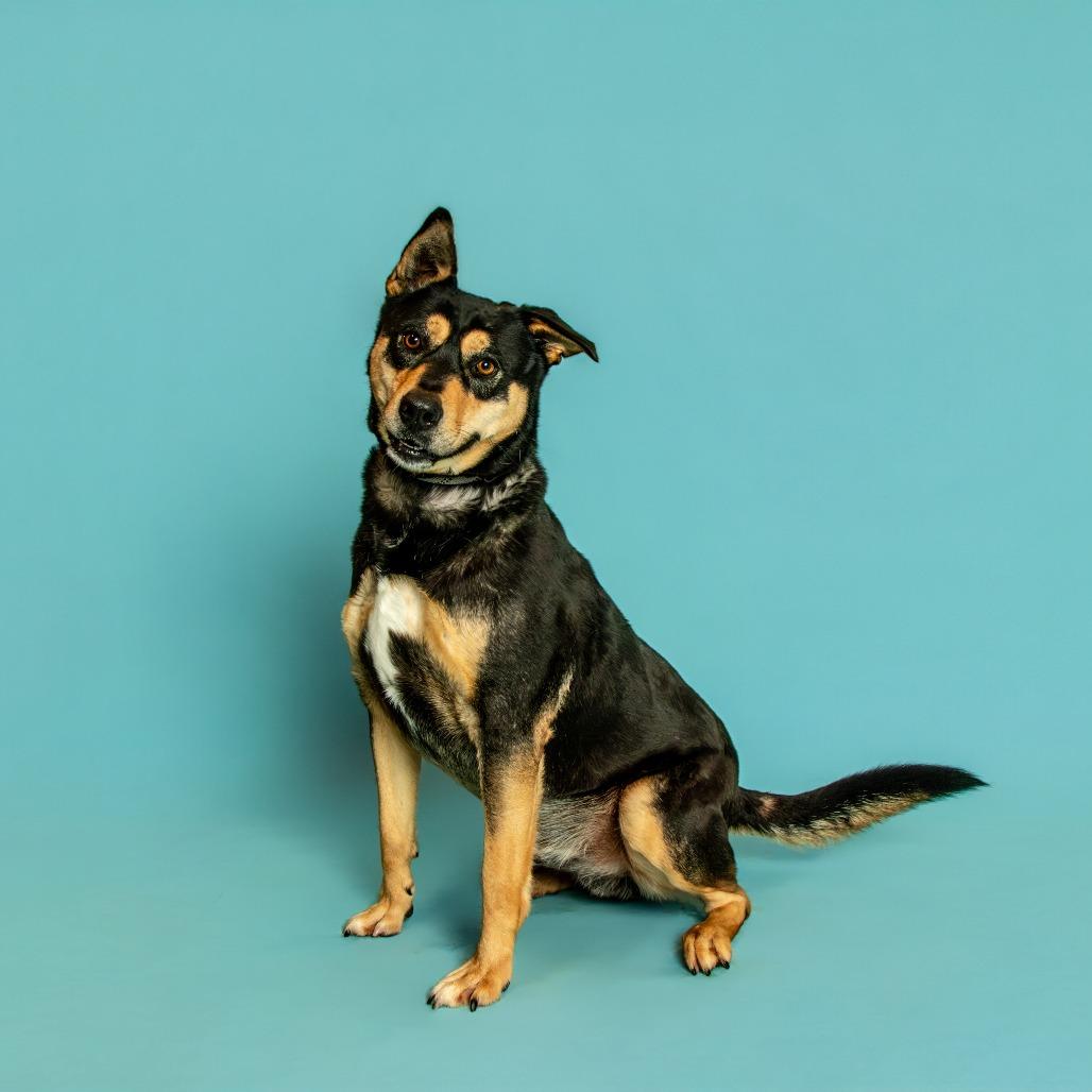 Buddy, a Adoptable mixed breed in Jefferson city, TN image 1/3