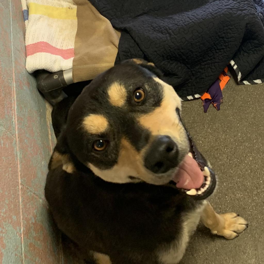 Buddy, a Adoptable mixed breed in Jefferson city, TN image 1/2