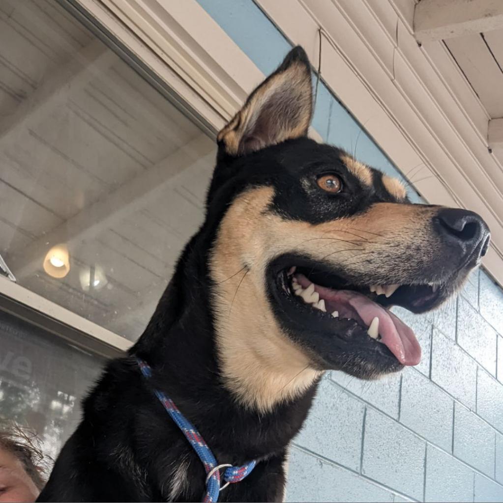 Buddy, a Adoptable mixed breed in Jefferson city, TN image 2/2