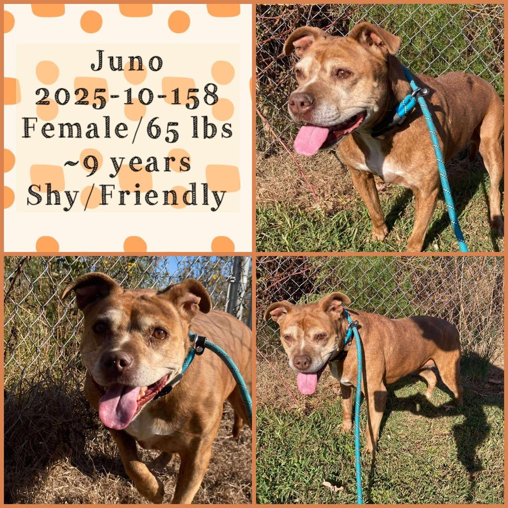 2025-10-158 *Juno*, Adoptable, Senior Female Pit Bull Terrier.