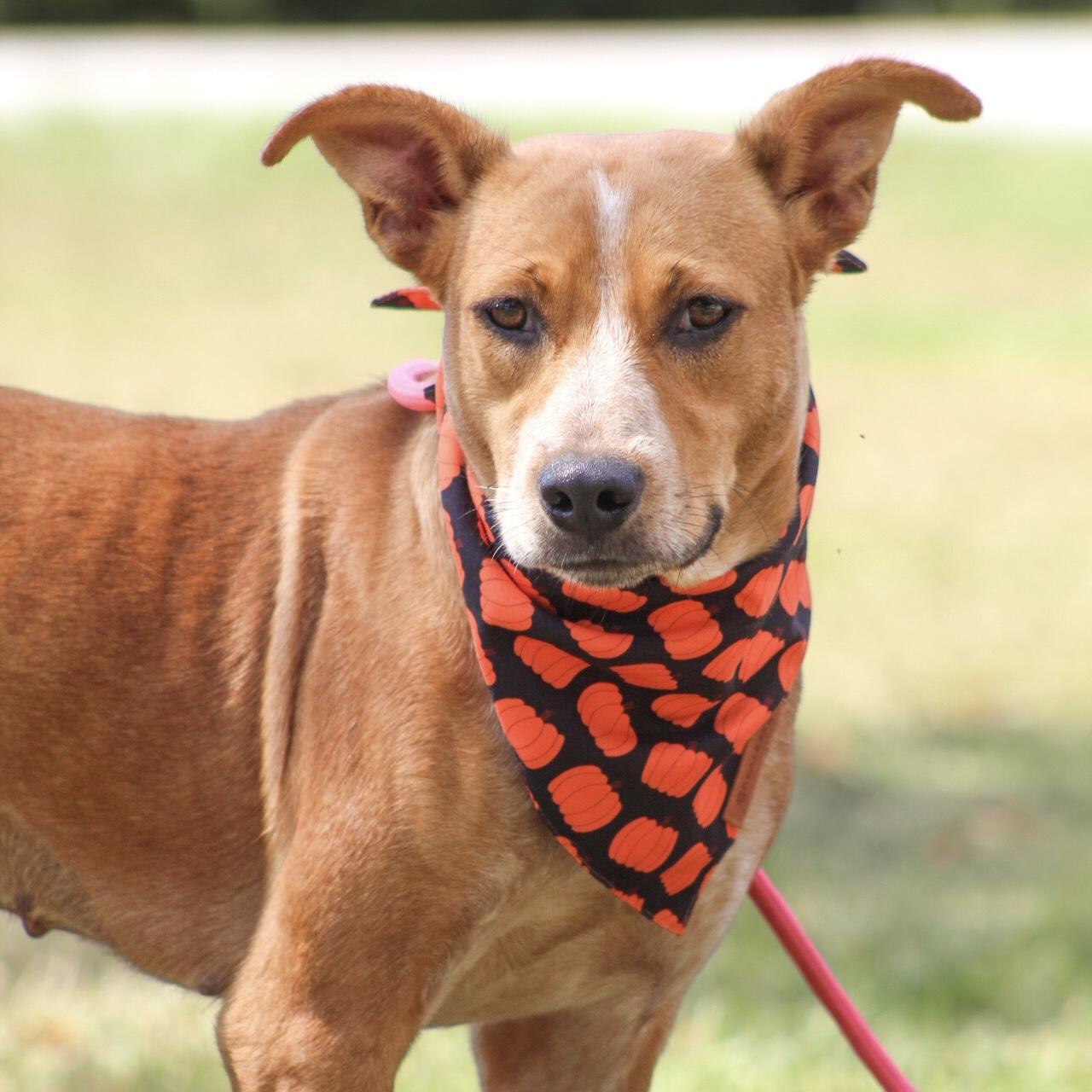 Enlarge Edie, a Adoptable mixed breed in Smithtown, NY image 2/6