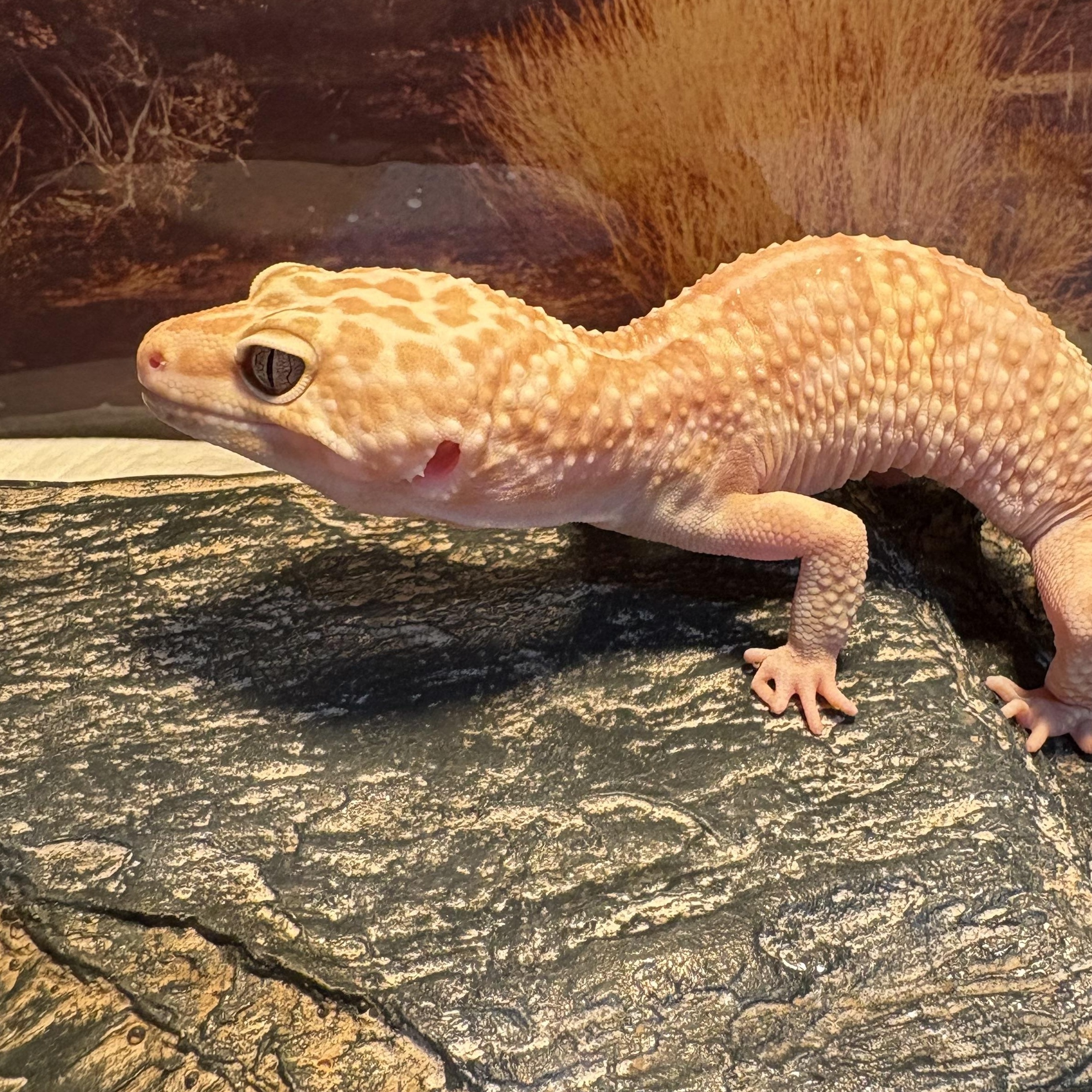 Candy Corn, Adoptable, Adult Female Gecko.