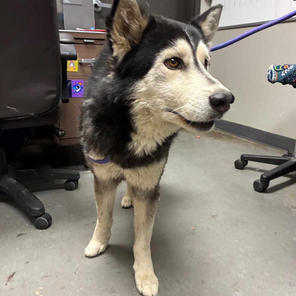 Enlarge Lobo, a Adoptable Husky in Yuma, AZ image 1/1