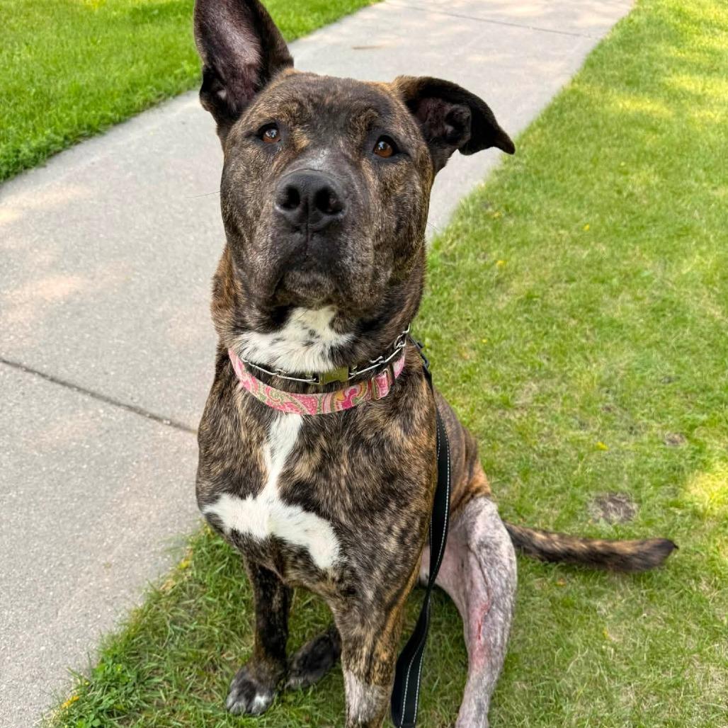 Elwood--In Foster, Adoptable, Adult Male Pit Bull Terrier & Mixed Breed.