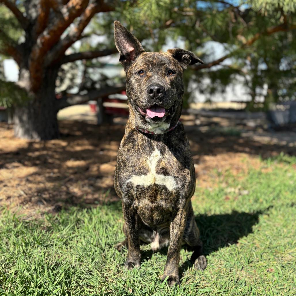 Elwood--In Foster, a Adoptable mixed breed in Fargo, ND image 2/5