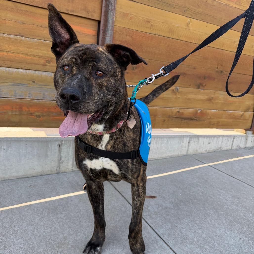 Elwood--In Foster, a Adoptable mixed breed in Fargo, ND image 4/5