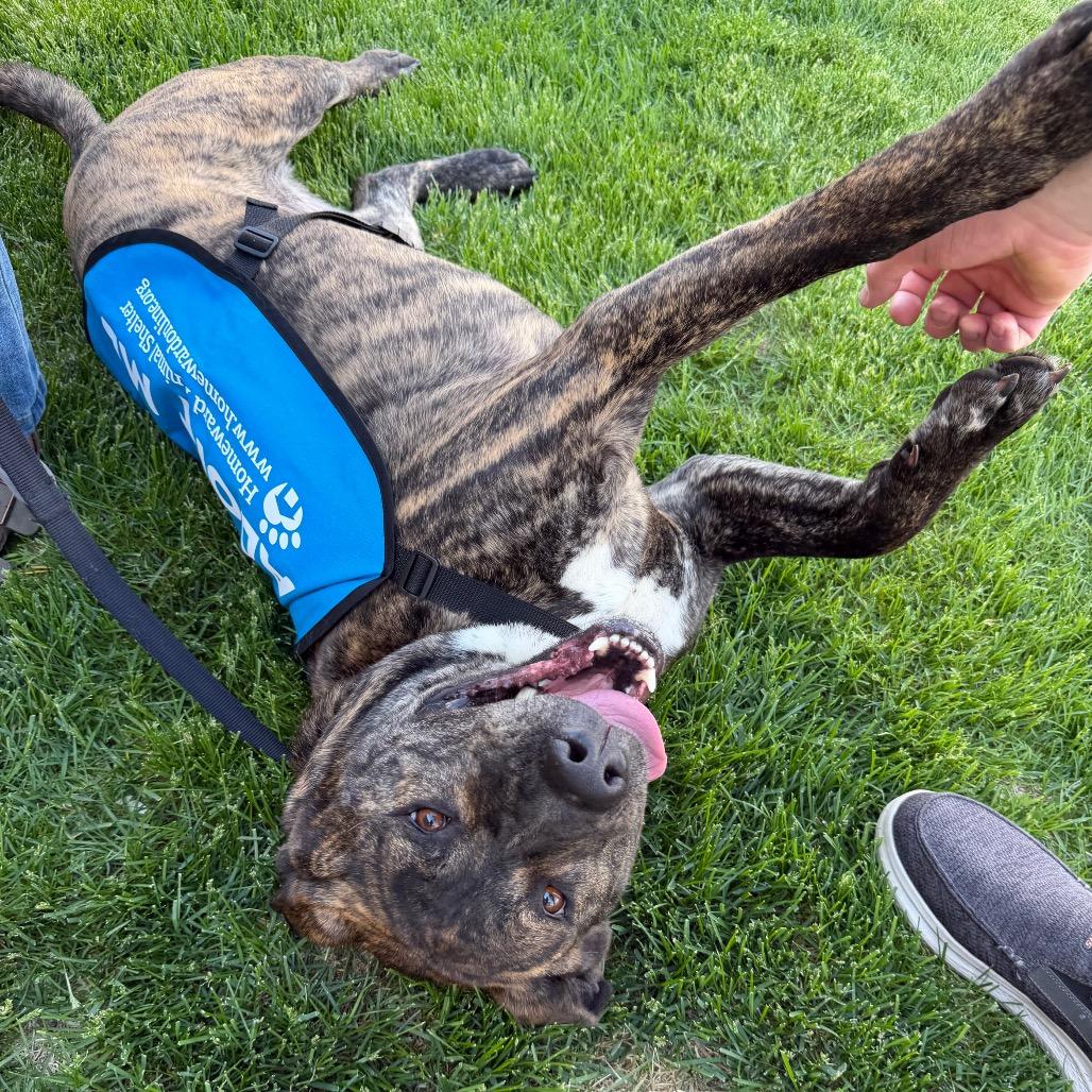 Elwood--In Foster, a Adoptable mixed breed in Fargo, ND image 5/5
