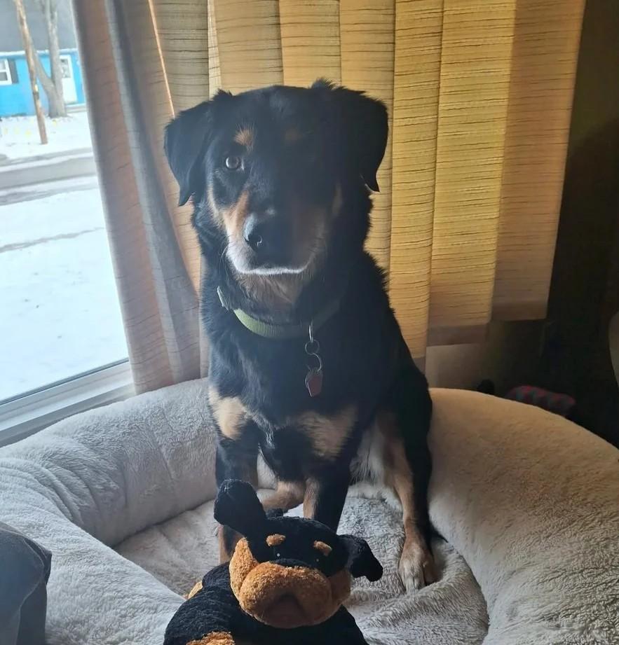 Enlarge Tex, a ADOPTABLE Mixed Breed in De Pere, WI image 3/3