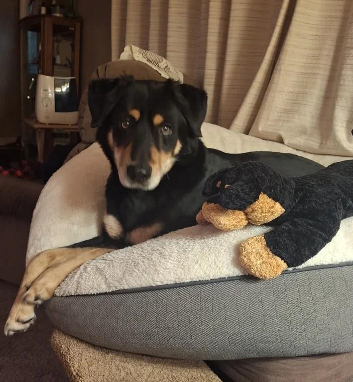 Tex, ADOPTABLE, Senior Male Mixed Breed.