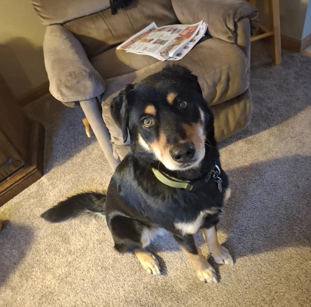 Enlarge Tex, a ADOPTABLE Mixed Breed in De Pere, WI image 2/3