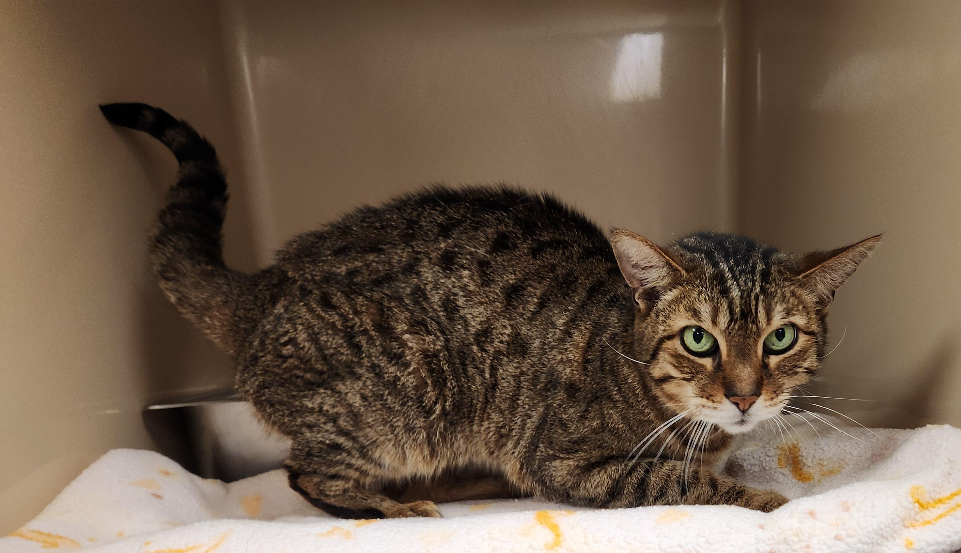 Harry Pawter, ADOPTABLE, Adult Male Domestic Short Hair.