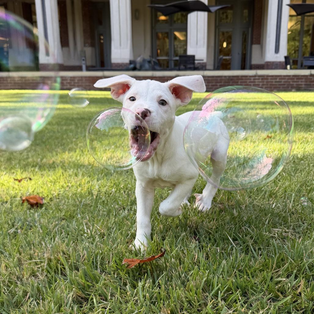 Enlarge Aura, a Adoptable mixed breed in Durham, NC image 1/6