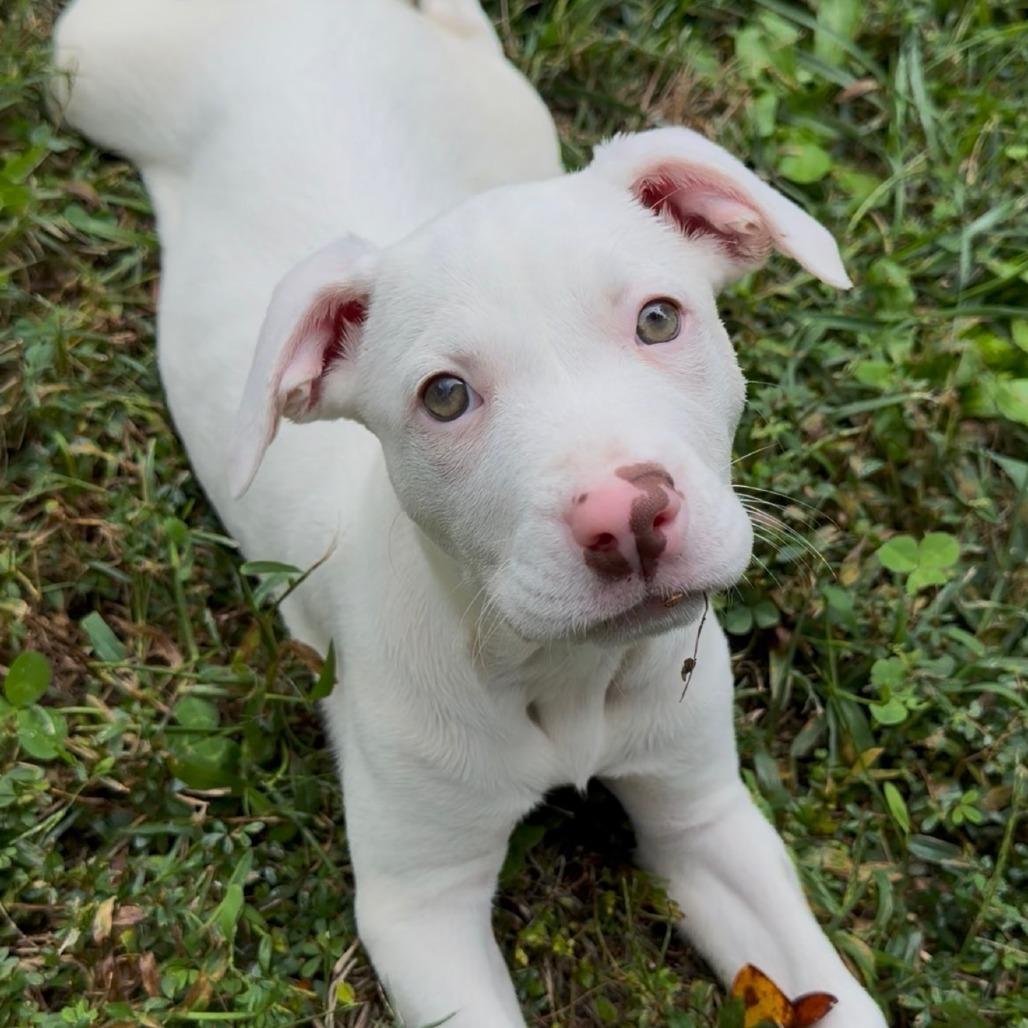Enlarge Aura, a Adoptable mixed breed in Durham, NC image 2/6