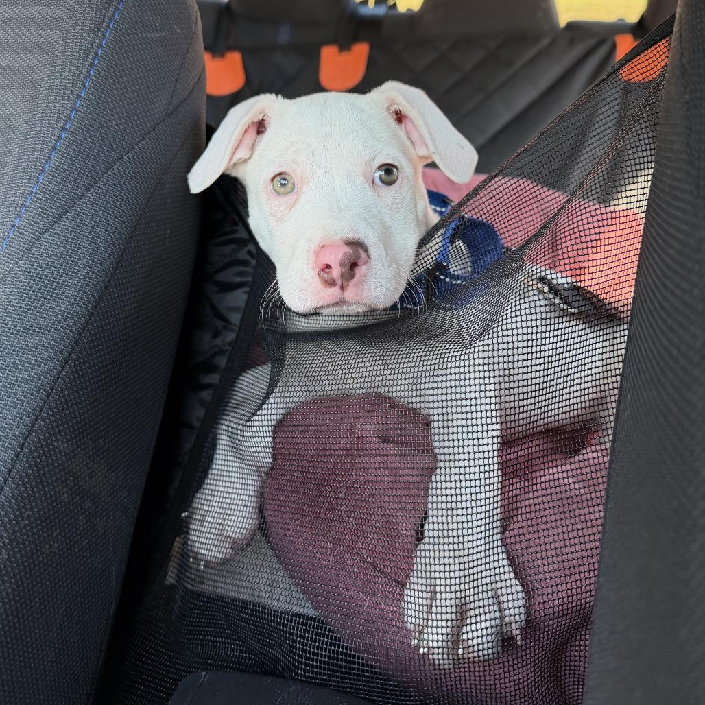 Enlarge Aura, a Adoptable mixed breed in Durham, NC image 3/6