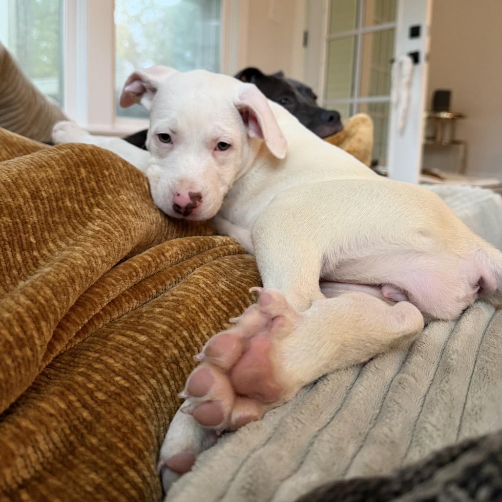 Enlarge Aura, a Adoptable mixed breed in Durham, NC image 4/6