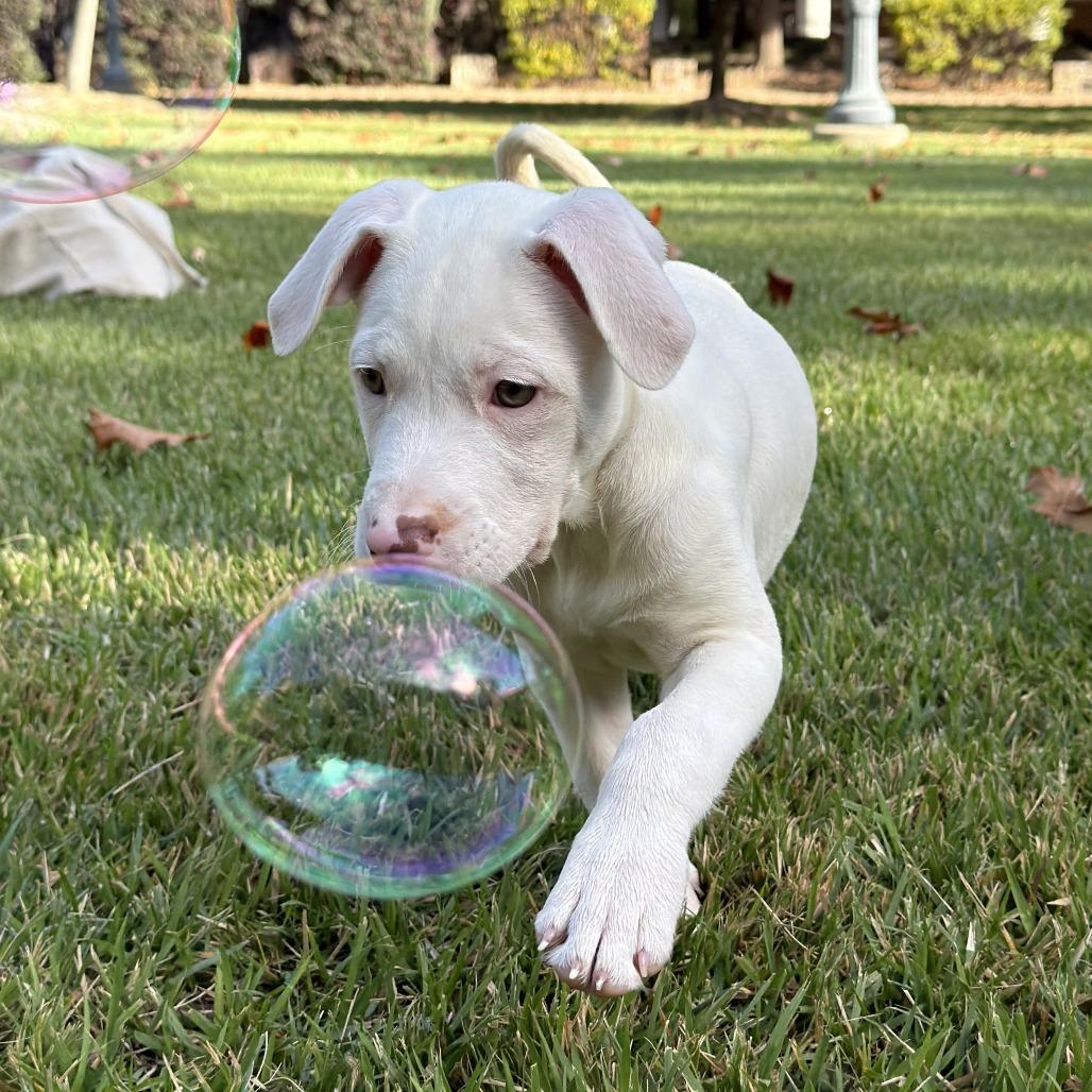 Enlarge Aura, a Adoptable mixed breed in Durham, NC image 5/6