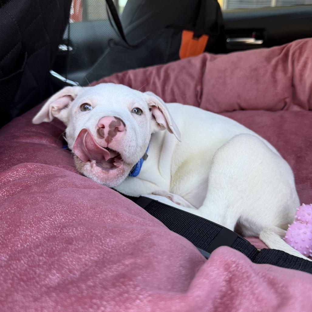 Enlarge Aura, a Adoptable mixed breed in Durham, NC image 6/6