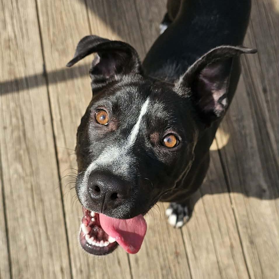 Enlarge Chloe, a Adoptable mixed breed in Olathe, KS image 1/3