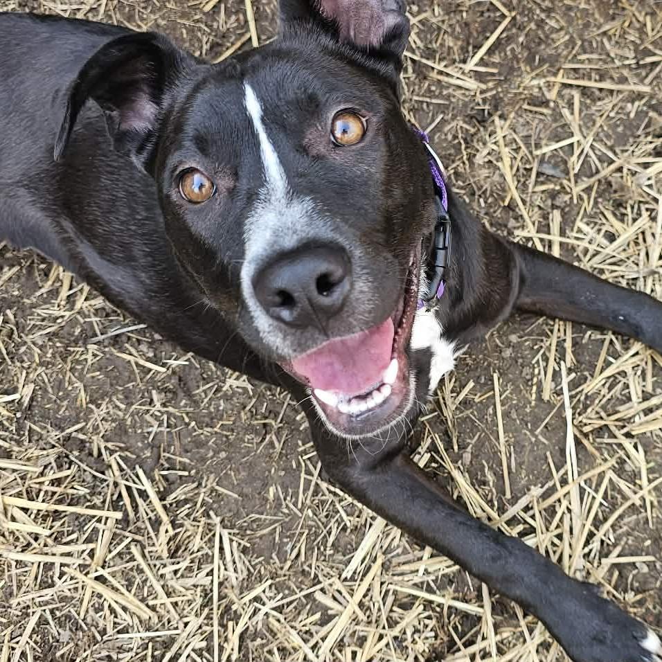 Enlarge Chloe, a Adoptable mixed breed in Olathe, KS image 2/3