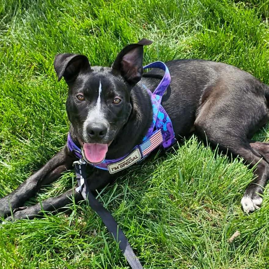 Enlarge Chloe, a Adoptable mixed breed in Olathe, KS image 3/3