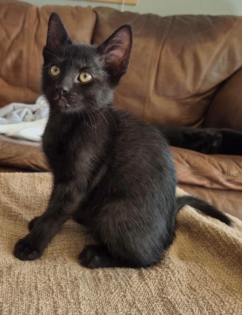Bruce, Adoptable, Kitten Male Domestic Short Hair.