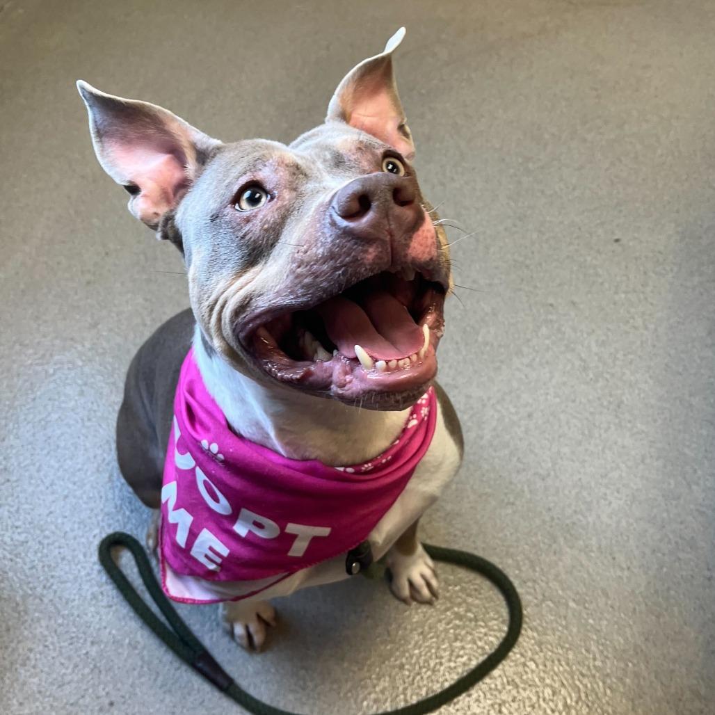 Enlarge Coco, a Adoptable Mixed Breed in Fredericksburg, VA image 1/6