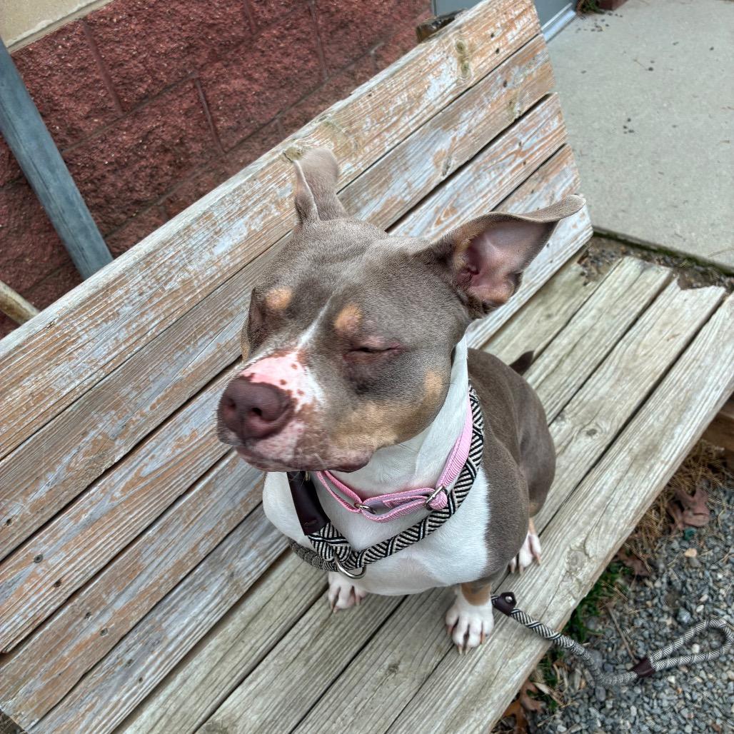 Enlarge Coco, a Adoptable Mixed Breed in Fredericksburg, VA image 3/6