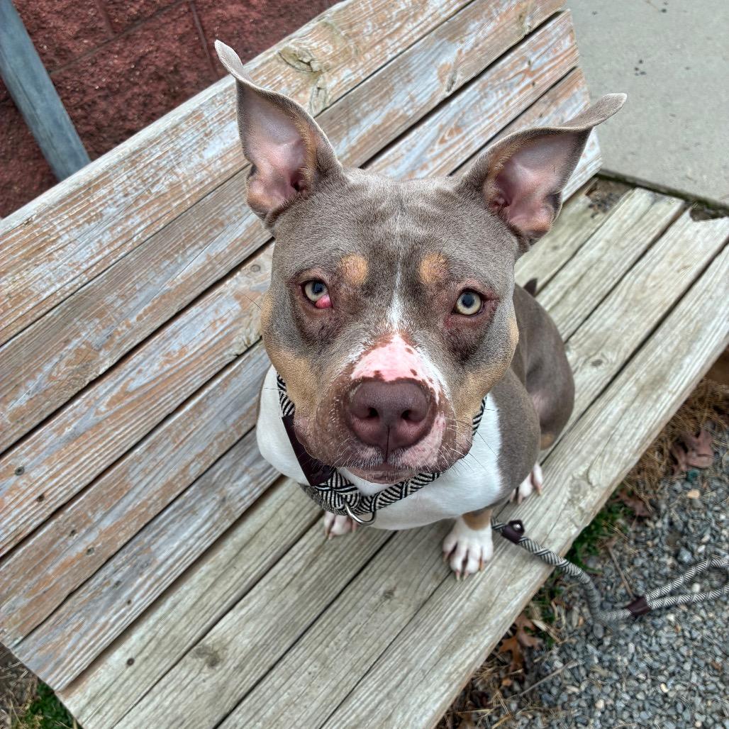 Enlarge Coco, a Adoptable Mixed Breed in Fredericksburg, VA image 4/6
