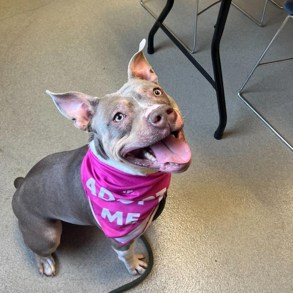 Enlarge Coco, a Adoptable Mixed Breed in Fredericksburg, VA image 5/6