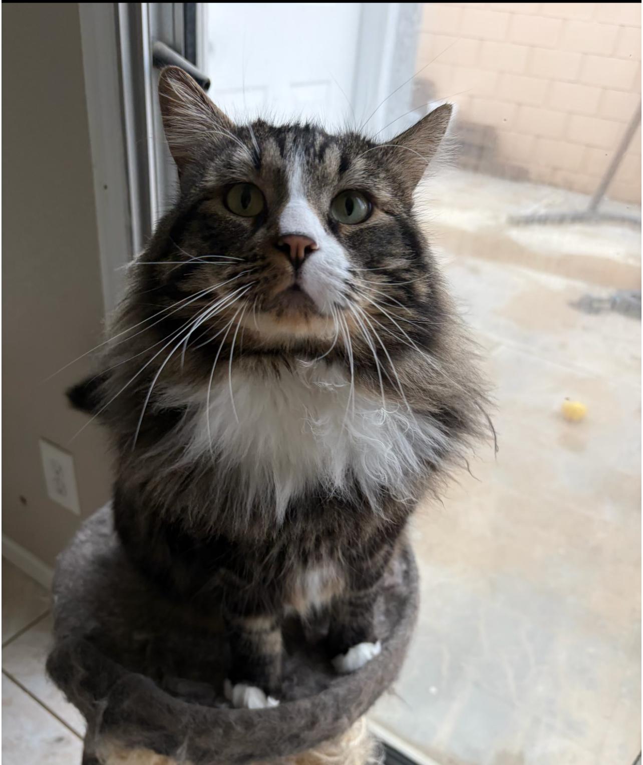 ZIGGY, adopted, Adult Male Norwegian Forest Cat & Maine Coon.