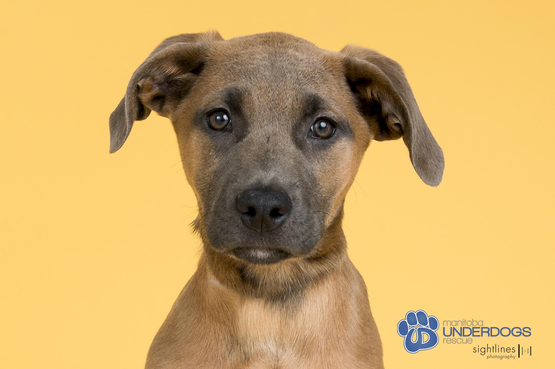 Enlarge Ario, a Adoptable mixed breed in Winnipeg, MB image 1/4