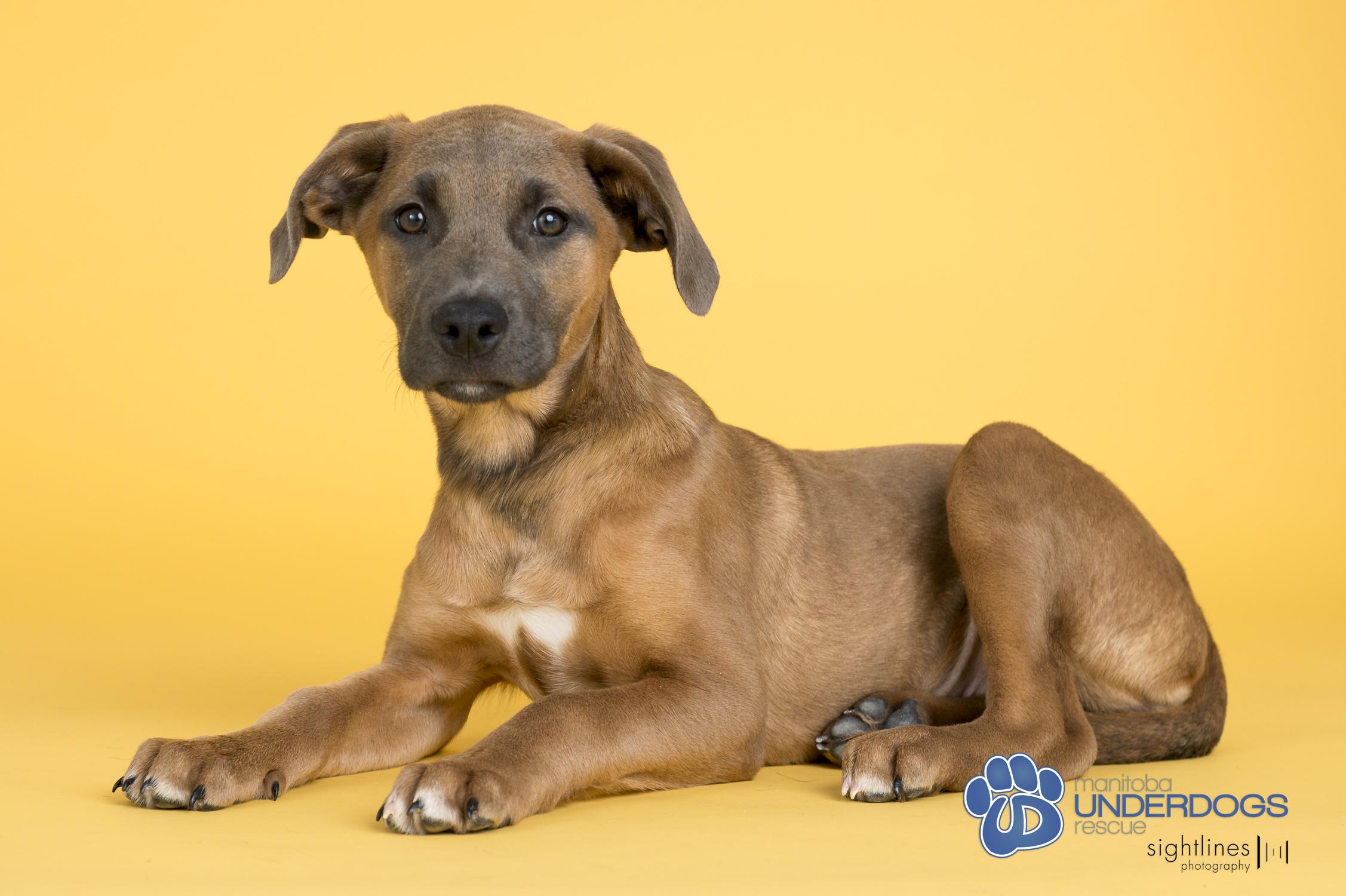 Enlarge Ario, a Adoptable mixed breed in Winnipeg, MB image 2/4