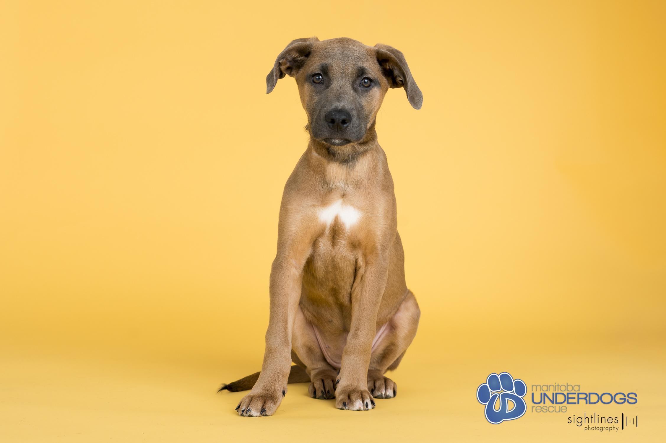 Enlarge Ario, a Adoptable mixed breed in Winnipeg, MB image 3/4